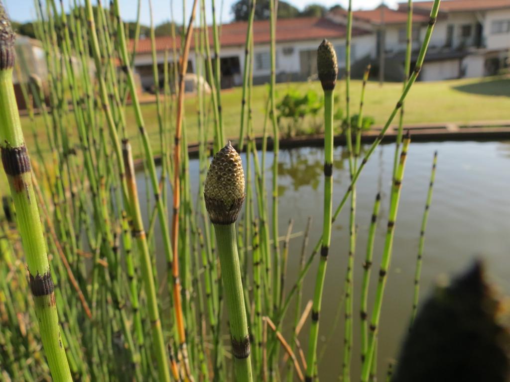 fértil (esporóforo), esporângios globosos, massivos e sem ânulo. São homosporadas com esporos triletes. Ophioglossum. Note os esporângios em espigas. Produzem uma fronde por vez.