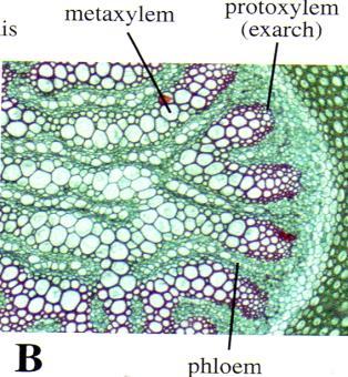 Fonte: Simpson (2006)  metaxilema) monilos = colar Licófita: caule - xilema exarco.