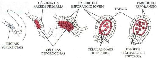 Monilófitas tipos de esporângios (origem e