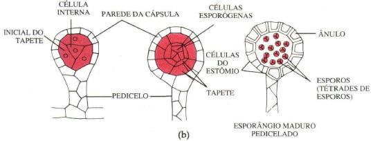 (2007) Equisetales, Ophioglossales, Marattiales,