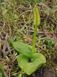 Equisetum