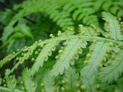 Cl. Mariattopsida O. Marattiales - Monilófita eusporangiada. - 6 gêneros. - Folhas compostas.