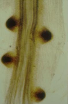 Sinapomorfia de Eufilófitas 3) Raiz: monopodial e