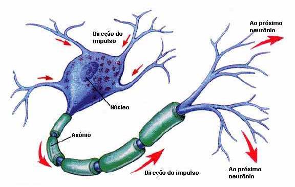 1.3 A FUNCIONALIDADE DO SISTEMA NERVOSO Inicialmente vamos descrever alguns aspectos estruturais e funcionais do neurônio para facilitar a compreensão da sua interação com os tecidos.