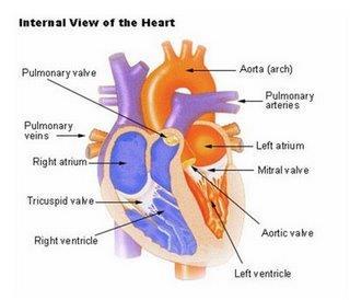 Figura III. Anatomia do coração.