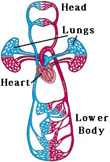 Figura VI. Coração e vasos periféricos.