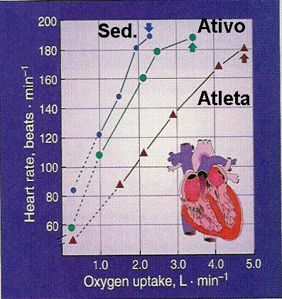 A frequência cardíaca, mais baixa em repouso, também será menor frente a uma mesma carga absoluta após o treinamento aeróbio (figura XIV).