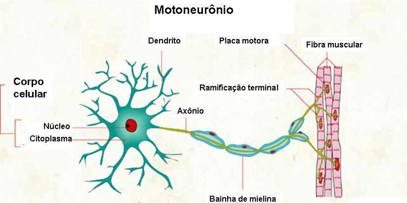Figura III. Caminho percorrido pelo estímulo nervoso através do motoneurônio até o Músculo. FONTE: Disponível em: www.infov