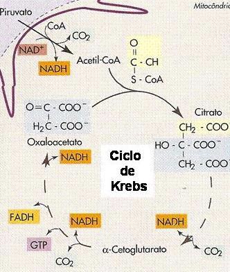 Figura I. Ciclo do ácido tricarboxílico ou ciclo de Krebs. FONTE: adaptado Robergs e Roberts (2002). 6.1.