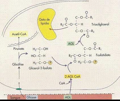 Figura III. Metabolismo do AGL no musculoesquelético. AGL = ácido graxo livre acetil-coa = acetil coenzima A FONTE: adaptado de Robert A. Robergs e Scott O. Roberts, 2002. 6.3.