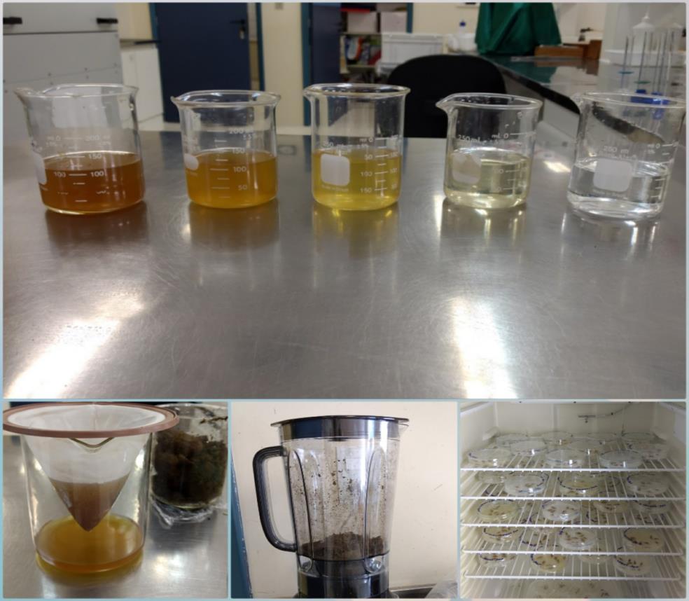 Extrato Aquoso O extrato aquoso foi preparado na proporção de 50 g de folhas secas, as quais foram trituradas por meio do liquidificador até obtenção do pó, em 200 ml de água destilada (25% pv -1 ).