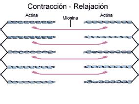 para a germinação e crescimento.