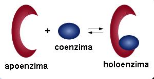 Cofatores enzimáticos Pequenas moléculas orgânicas ou inorgânicas que podem ativar uma enzima;