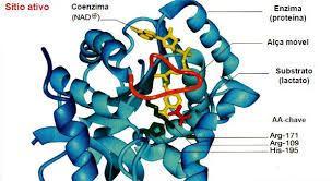 Cofatores enzimáticos (Coenzimas) Orgânico - Vitaminas Podem atuar de 3 formas: 1 - Ligando-se a enzima com