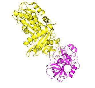 Alfa1-antitripsina age inibindo a ELASTASE.