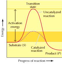 Energia Enzimas: Teoria da catálise Energia de ativação Substrato (S) Estado de transição Progresso da reação Reação não catalisada Reação catalisada Produto (P) O gráfico mostra a variação de