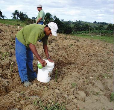 Foto: Mauto de Souza Diniz Foto: Mauto de Souza Diniz Figura 2. Aplicação da manipueira na cova. Figura 3. Distribuição do líquido no sulco. A manipueira também pode ser utilizada como adubo foliar.