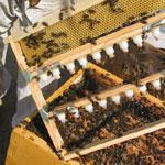 Cerídios Ceras Animais: Cera de abelha: constituída por