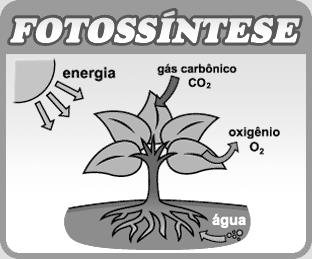 13- Observe o esquema da fotossíntese e depois responda: a) O processo de produção de alimento das plantas chama-se. b) O alimento produzido pelas plantas é a.