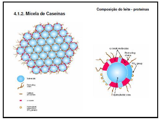 Proteínas do Leite Caseína, β-lactoalbumina, α-lactoglobulina, enzimas e