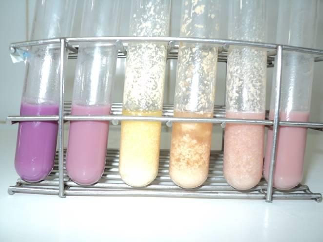Estabilidade em alizarol Em tubo de ensaio adicionar partes iguais de leite e solução de alizarol. Agitar e observar a coloração e o aspecto.