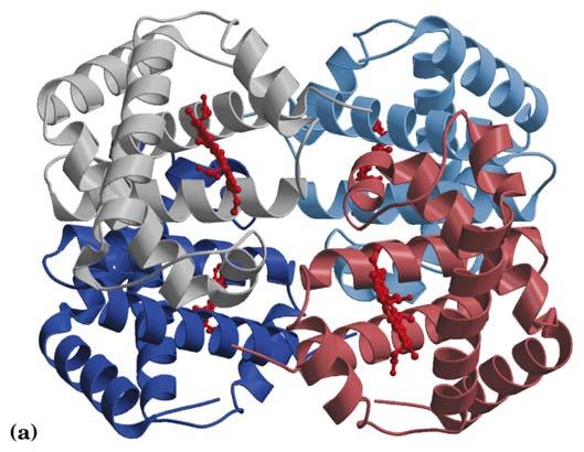 A hemoglobina foi a primeira proteína oligomérica para a qual a estrutura tridimensional foi determinada.