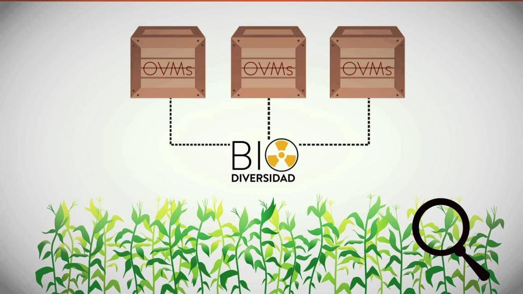 OGM s e Biodiversidade Risco dos OGM s: Protocolo de