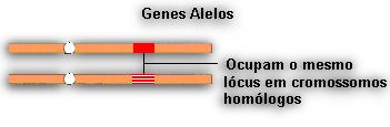 Genes alelos: são os genes que ocupam o mesmo lócus em cromossomos homólogos.