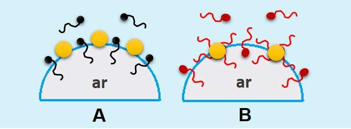 61 Em geral, espera-se um aumento da estabilidade da espuma devido ao fato das nanopartículas se adsorvem irreversivelmente na superfície das bolhas, especificamente nas bordas de Plateau (região