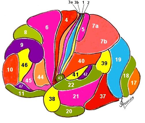 Desenho esquemático, em visão da superfície lateral do hemisfério cerebral, da Classificação citoarquitetônica de Brodmann. FIG.
