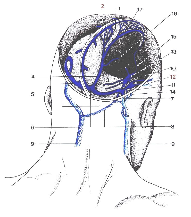 Pregas e Seios da Dura-Máter do Encéfalo Nesta figura, podemos identificar a tenda do Cerebelo, dividindo a cavidade craniana, em duas cavidades: região supratentorial e região infratentorial,