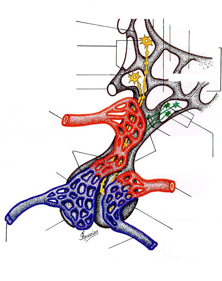 Desenho esquemático do Sistema Neurossecretor Magnocelular e Sistema Neurossecretor Parvocelular ( Comparar este desenho com o texto do quadro.