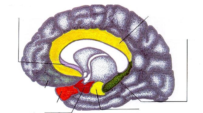 Sistema Límbico / Hipotálamo / Sistema Nervoso Autônomo Comissura do Corpo caloso Término do Giro para-hipocampal.