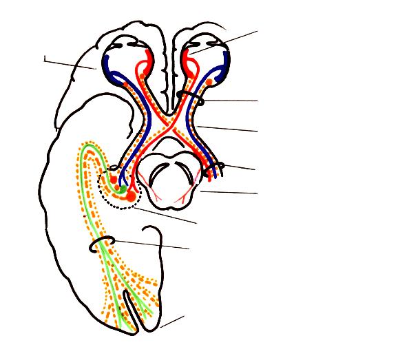 Vias Ópticas e suas Conexões com: 1º Colículo Superior 2º Córtex Occipital Visual Primário 3º Metatálamo ( Núcleo Geniculado Lateral ) Retina nasal Retina Temporal Nervo