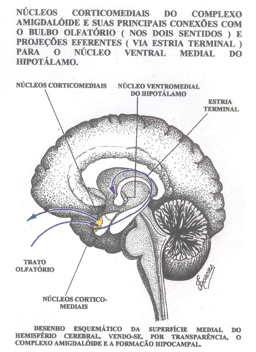 Grupo Nuclear Cortico-medial, do Complexo Amigdalóide e suas principais conexões, com o Bulbo e Trato Olfatório ( nos dois sentidos ) e Projeções Eferentes ( Via Estria Terminal ), para o Núcleo