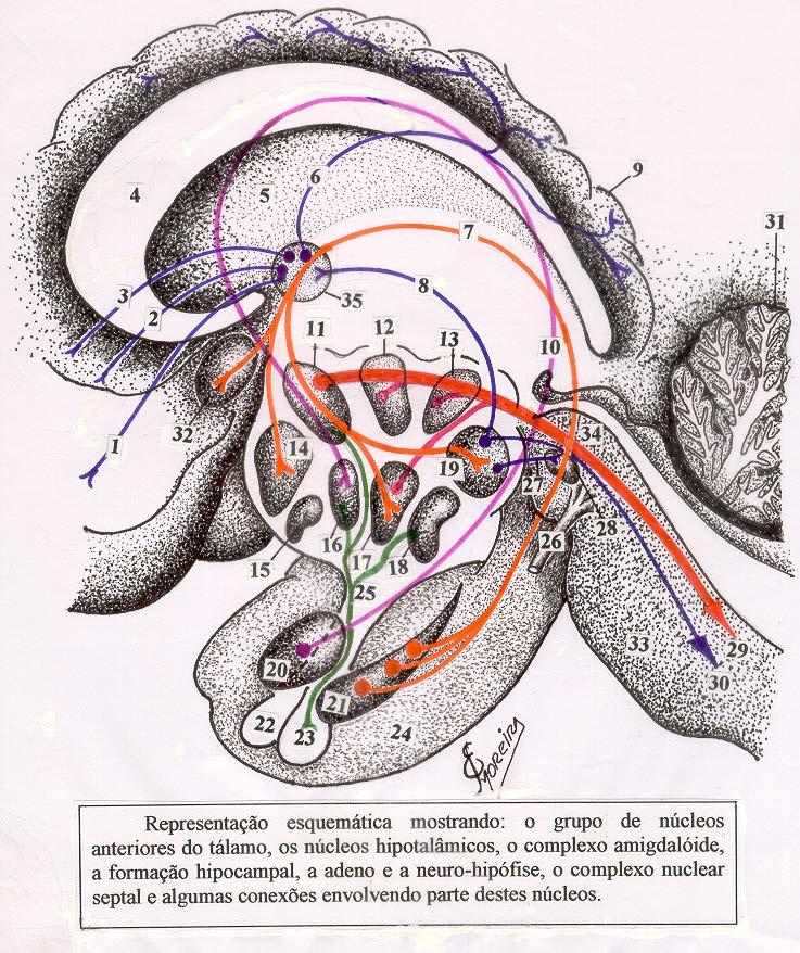 TENTÓRIO DO CEREBELO Desenho esquemático, mostrando conjunto dos Núcleos Hipotalâmicos, os Núcleos anteriores do Tálamo, o Complexo Amigdalóide, a Neuro e Adeno-hipófise, a Formação Hipocampal, a