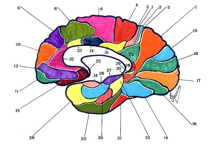 Córtex Cerebral: Classificação Citoarquitetônica de Brodmann FIG.
