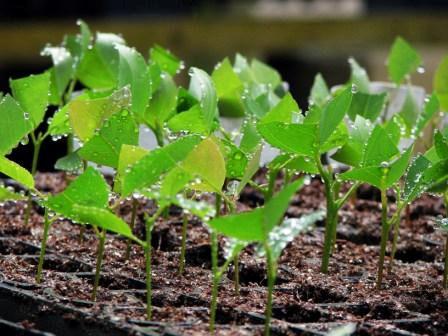 Contribuição Ambiental Florestas plantadas não competem com