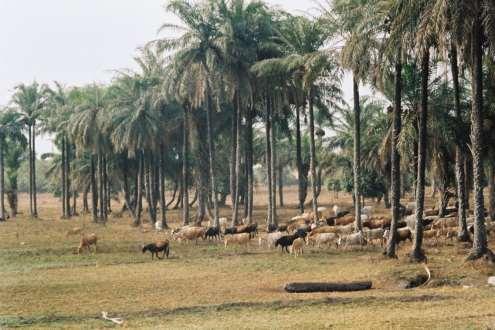 Cattle grazing in previous rice fields
