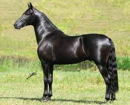 morfologia, andamento e genética, sendo irmã própria de Vapor JEA, cavalo dos mais procurados para reprodução