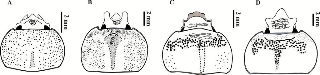107 Figura 33 A-C. Forma de cabeças e pronotos dos gêneros de Cycloccephalini do Maranhão. (A) Ligyrus; (B) Oxyligyrus e (C) Bothynus. Gêneros de Phileurini 1.