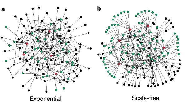 Redes sem escala por todo o lado 1999-2001 Estudos empíricos da topologia de, Redes eléctricas SN do nemátodo