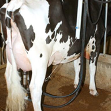Axuda Asociada para explotacións de vacún de leite Condicións: Explotacións con entregas de leite polo menos durante 6 meses no período 1/10 do ano anterior á solicitude e o 30/09 do ano da