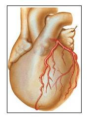 378 A artéria circunflexa nasce na porção distal do tronco, penetrando na parte esquerda do sulco coronário, formando com a artéria descendente anterior DA (descendente anterior esquerdo) um