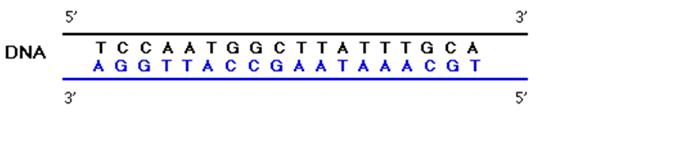 TRANSCRIÇÃO A informação genética contida num segmento do DNA é reescrita em uma fita simples de RNA; Esta fita apresenta uma sequência de