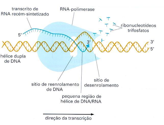 ENZIMA RNA POLIMERASE