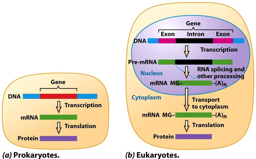 TRANSCRIÇÃO Nos eucariotos a transcrição ocorre no núcleo, enquanto a tradução ocorre no