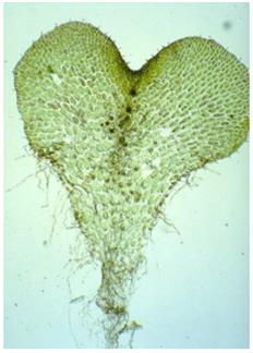 Pteridófitas (samambaias) Reprodução Os esporos caem no solo e germinam, originando uma pequena planta em forma de coração, que mede apenas