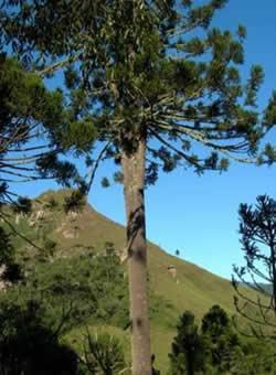 Araucárias ou Pinheiros-do-Paraná Pinhões- são sementes de