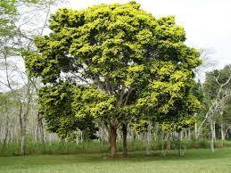 Angiospermas (laranjeiras) Apresentam vaso condutores de seiva Produzem sementes, que se encontram dentro de frutos, que por sua vez se originam de flores.